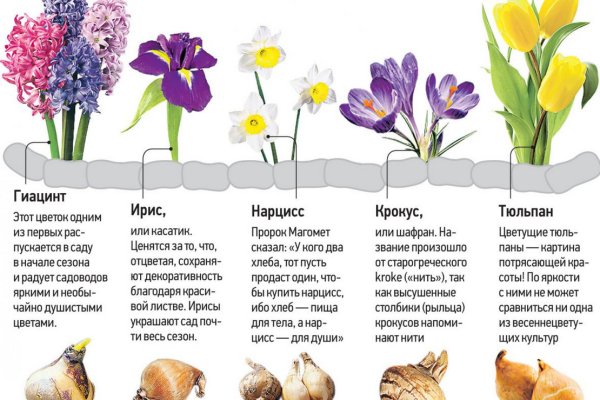 Ссылка на кракен не работает